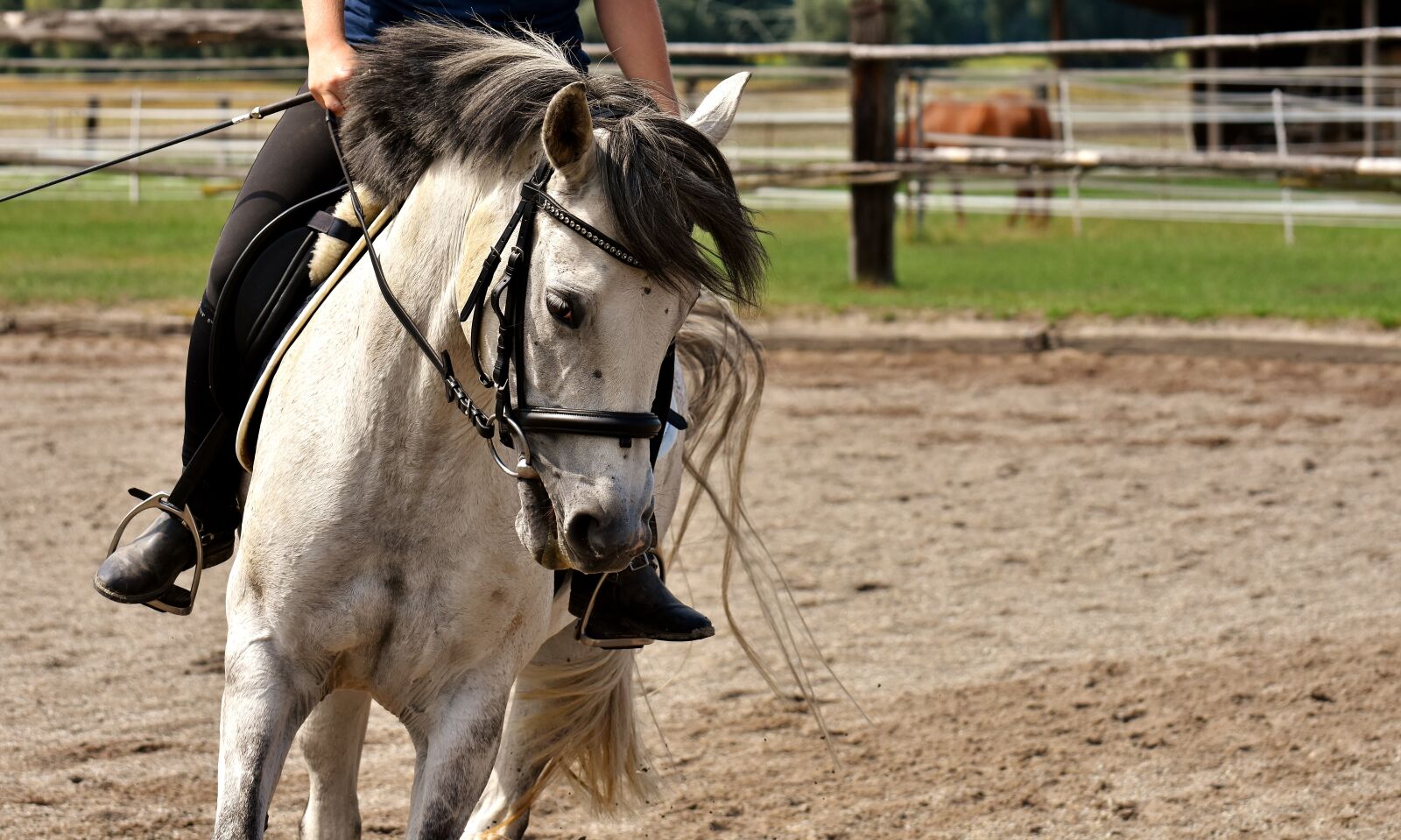 Nikon D7200 sample photo. Mold, horse, ride photography