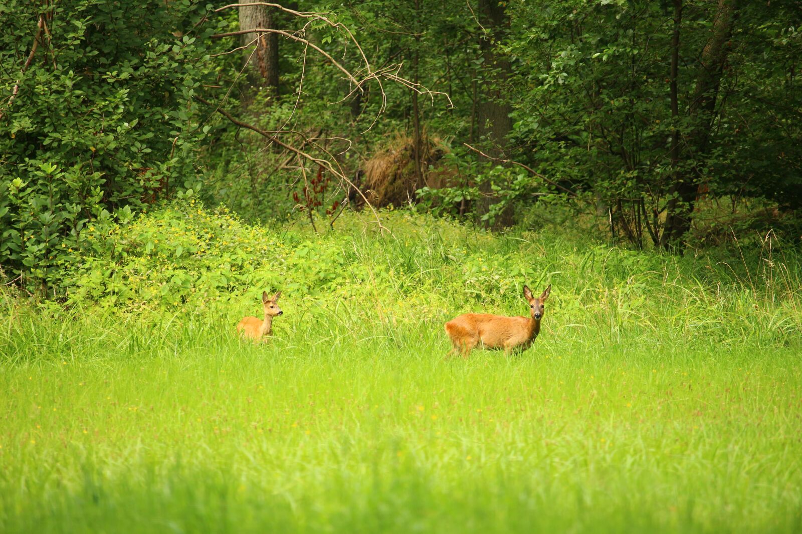 Canon EOS 100D (EOS Rebel SL1 / EOS Kiss X7) sample photo. Roe deer, wild, forest photography