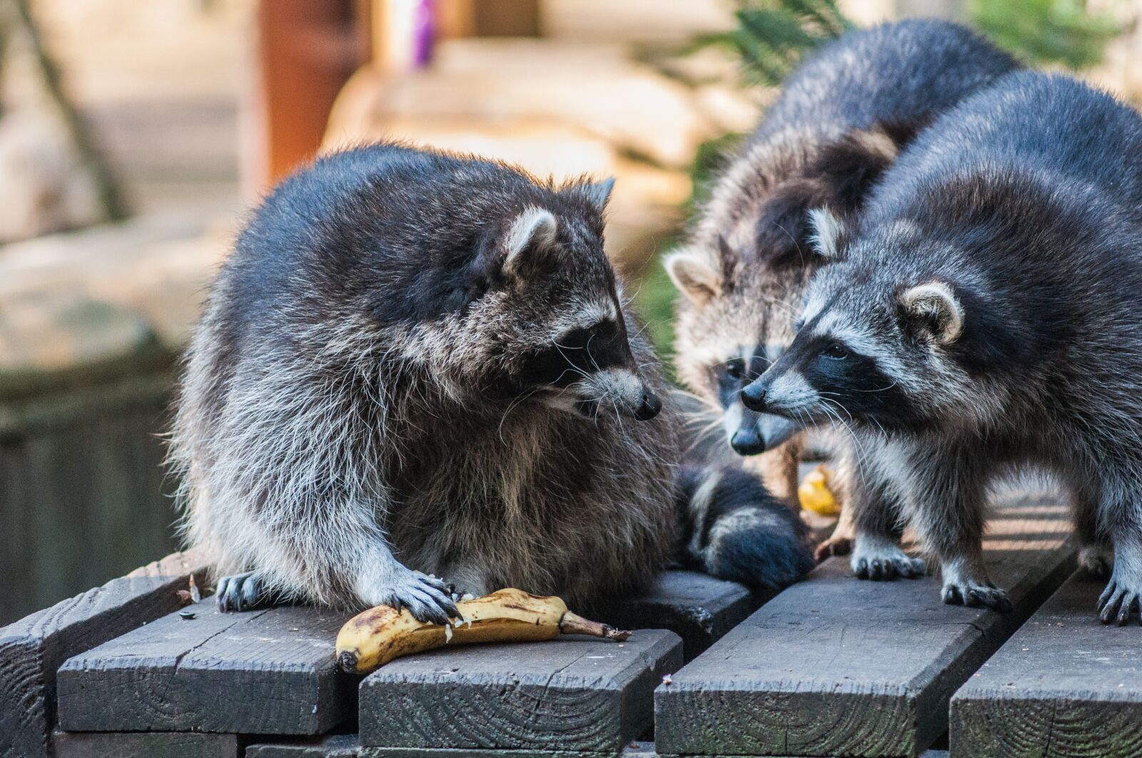 Nikon D90 sample photo. Raccoon, group, animals photography