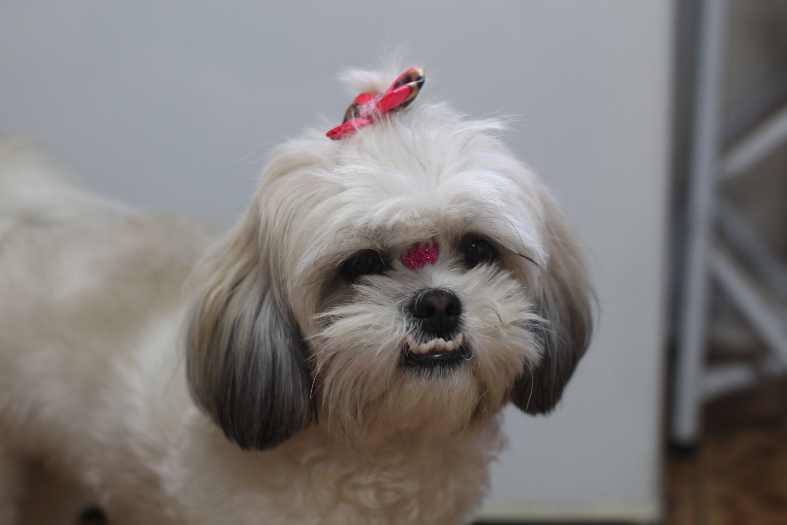 Canon EOS 1300D (EOS Rebel T6 / EOS Kiss X80) sample photo. Pet, shih tzu, dog photography