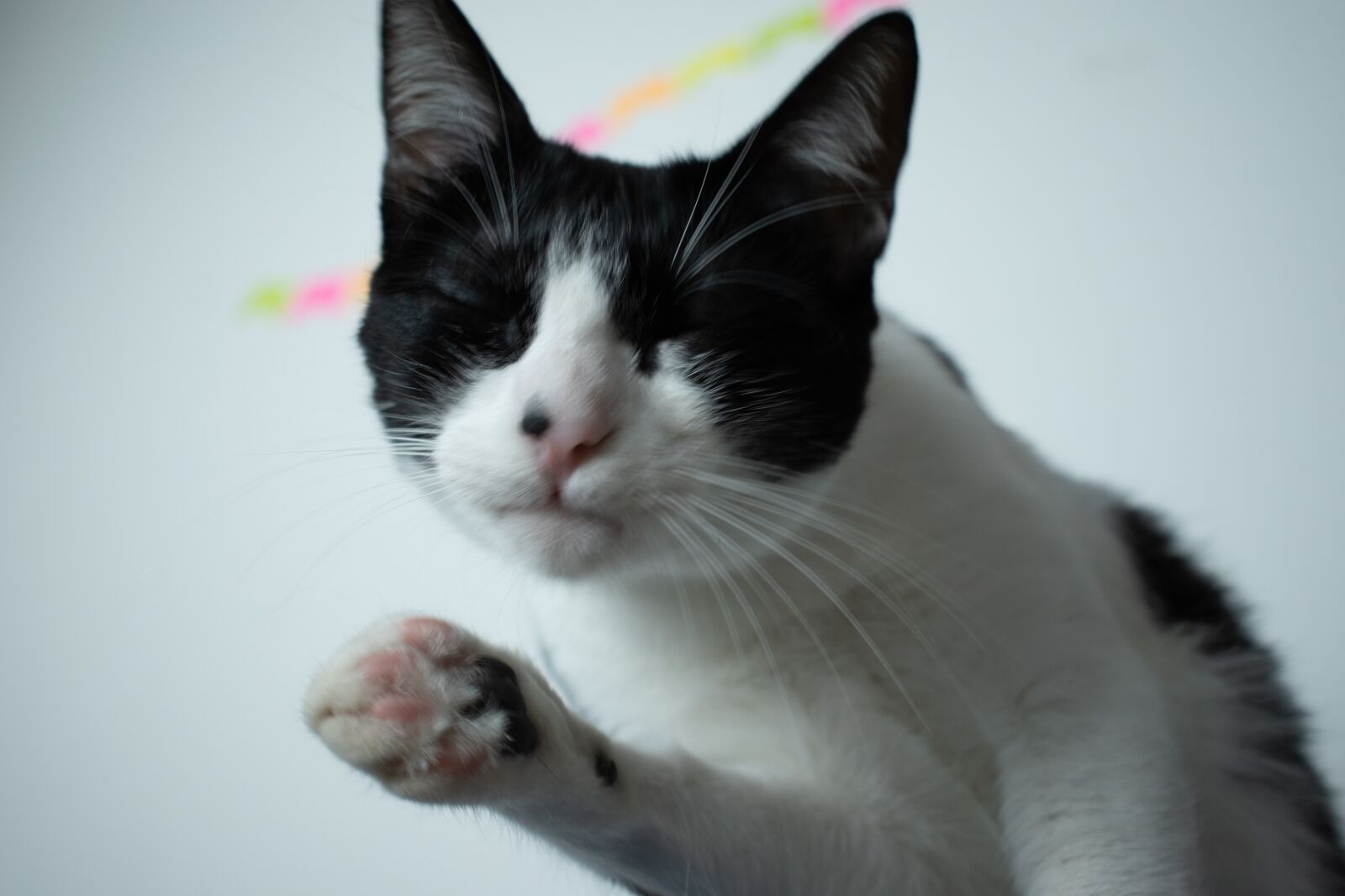 Nikon D5600 sample photo. Cat, gato, animal photography
