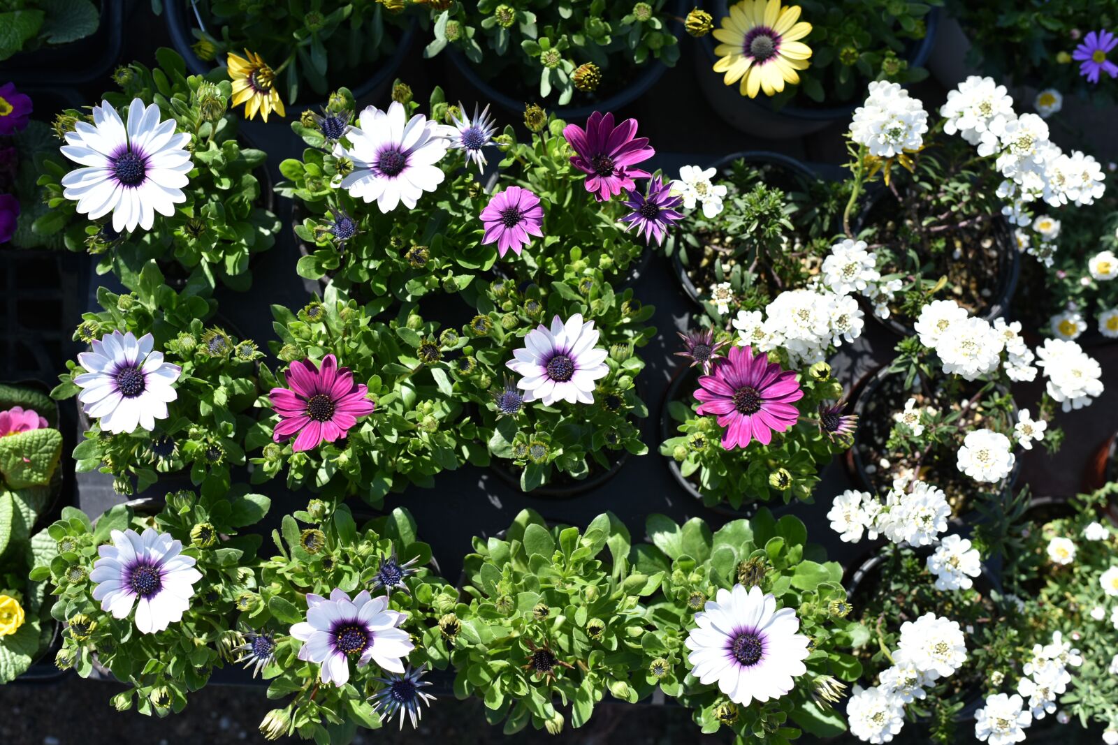 Nikon D810 sample photo. Chrysanthemum, kogiku, flowers photography