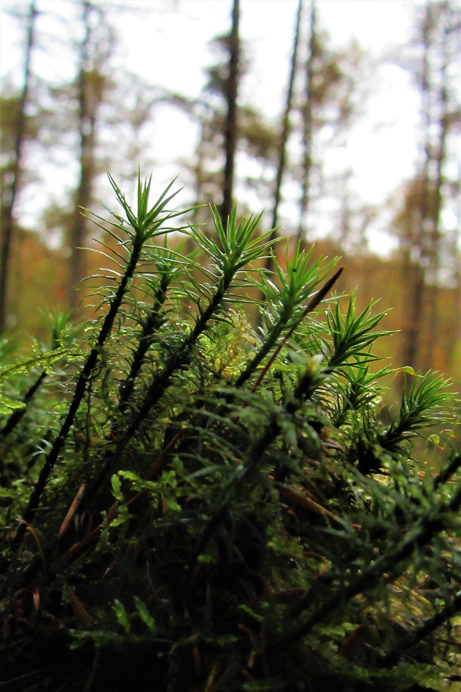 Canon PowerShot SX610 HS sample photo. Forest, nature, moss photography