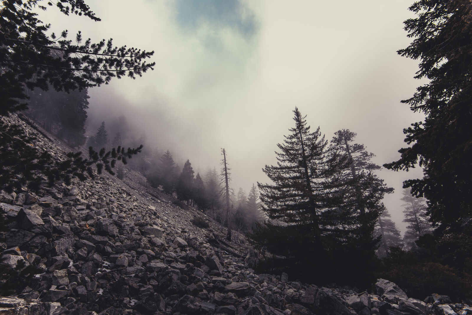 Nikon D610 sample photo. Clouds, cold, conifer, daylight photography