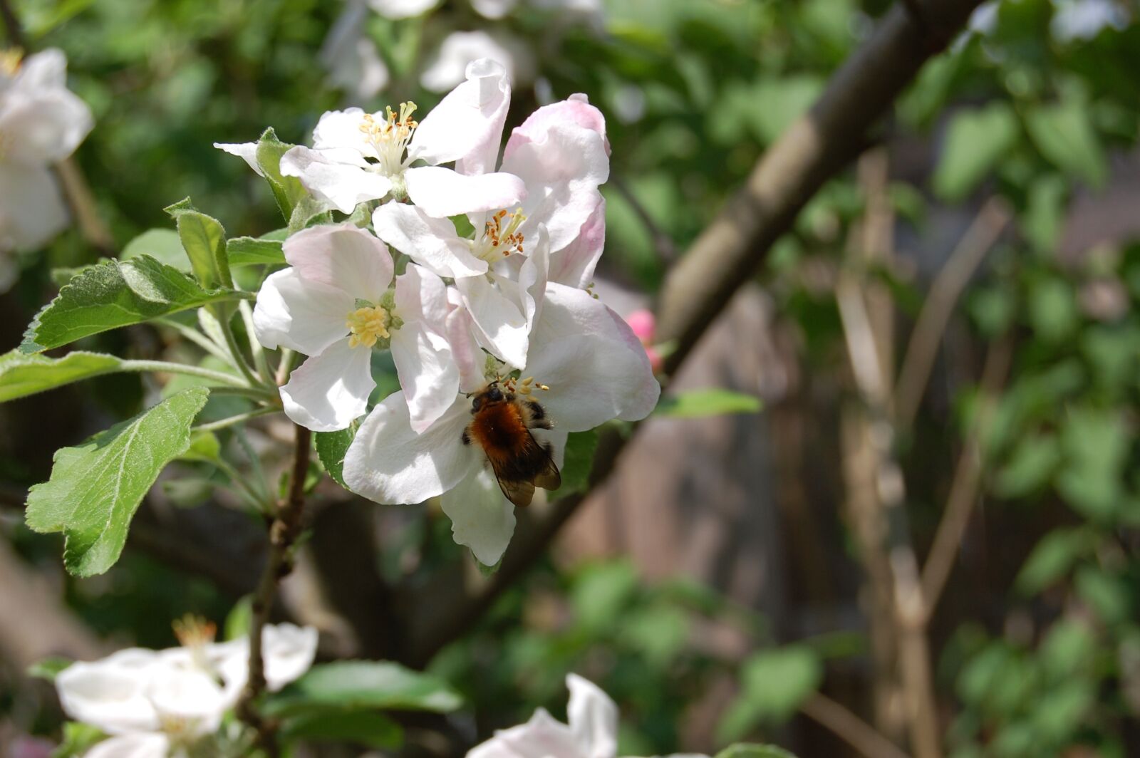 Nikon D40 sample photo. Apple blossom, hummel, nature photography