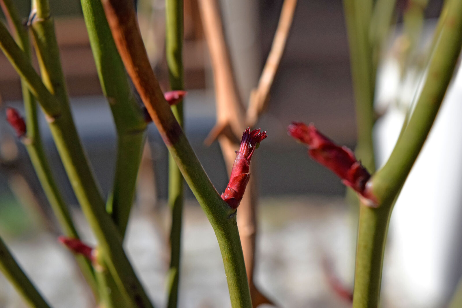 Nikon D3300 sample photo. Blossom, leaves, spring photography