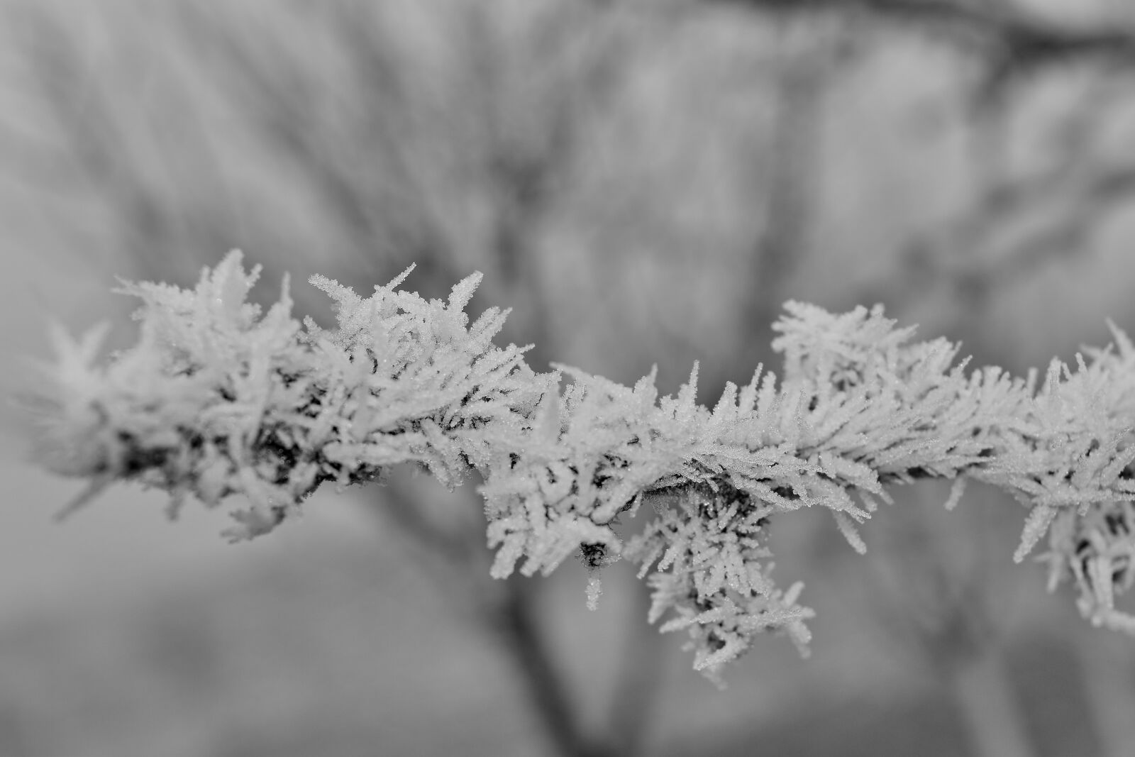 Nikon D5500 sample photo. Foggy, frosty, frozen, snowflakes photography