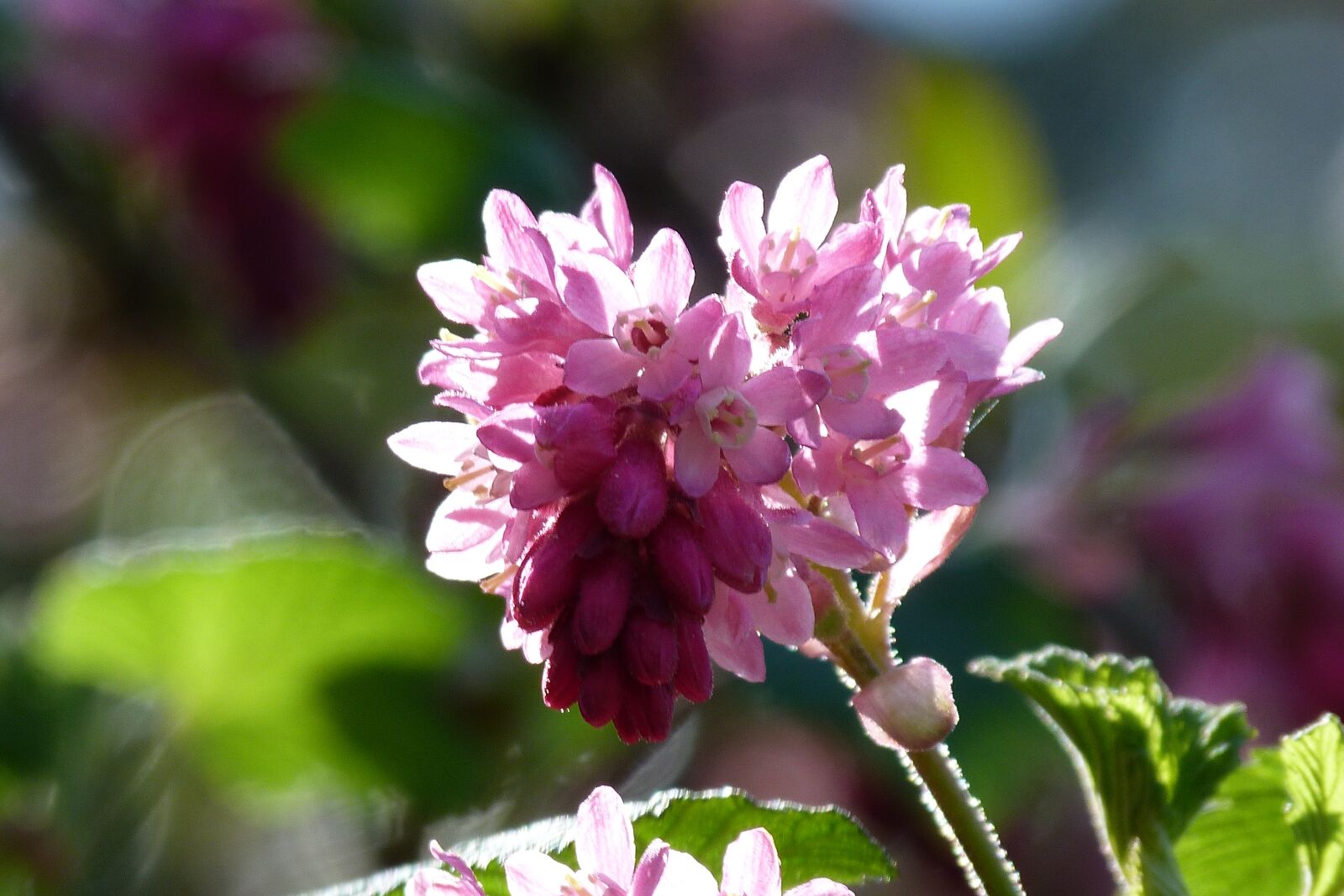 Panasonic Lumix DMC-FZ40 (Lumix DMC-FZ45) sample photo. Ribes, flower, currant photography
