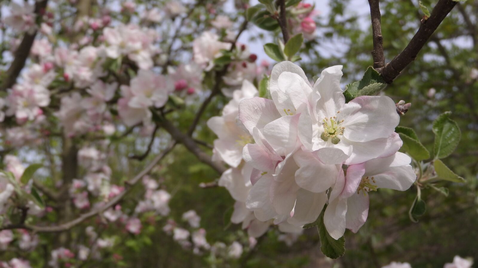 Nikon Coolpix P610 sample photo. Apple tree, flowers, twig photography