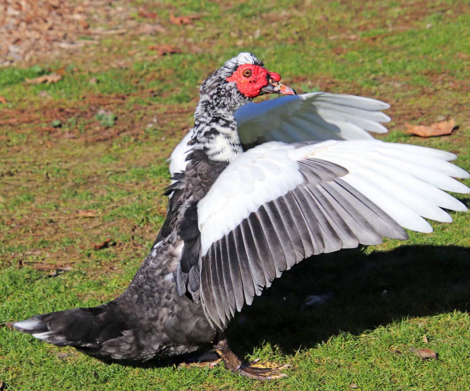Canon EOS 800D (EOS Rebel T7i / EOS Kiss X9i) sample photo. Duck, poultry, bird photography