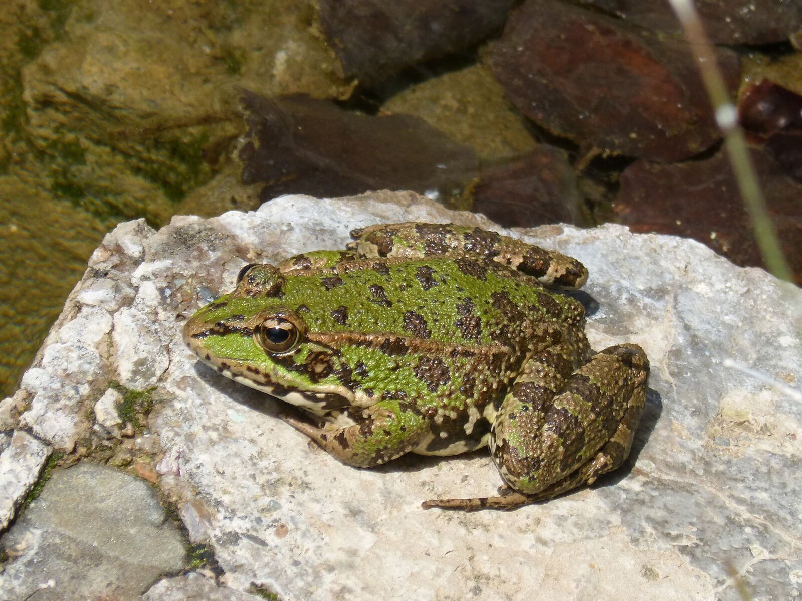 Panasonic DMC-FZ62 sample photo. Frog, green frog, raft photography