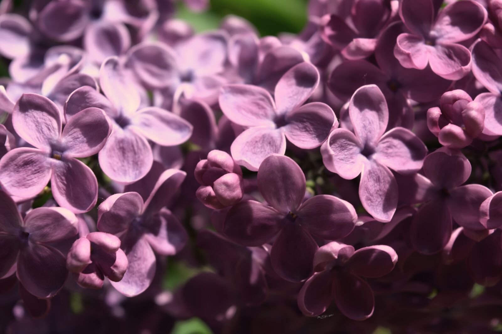 Nikon D5200 sample photo. Branch, spring, flowers photography