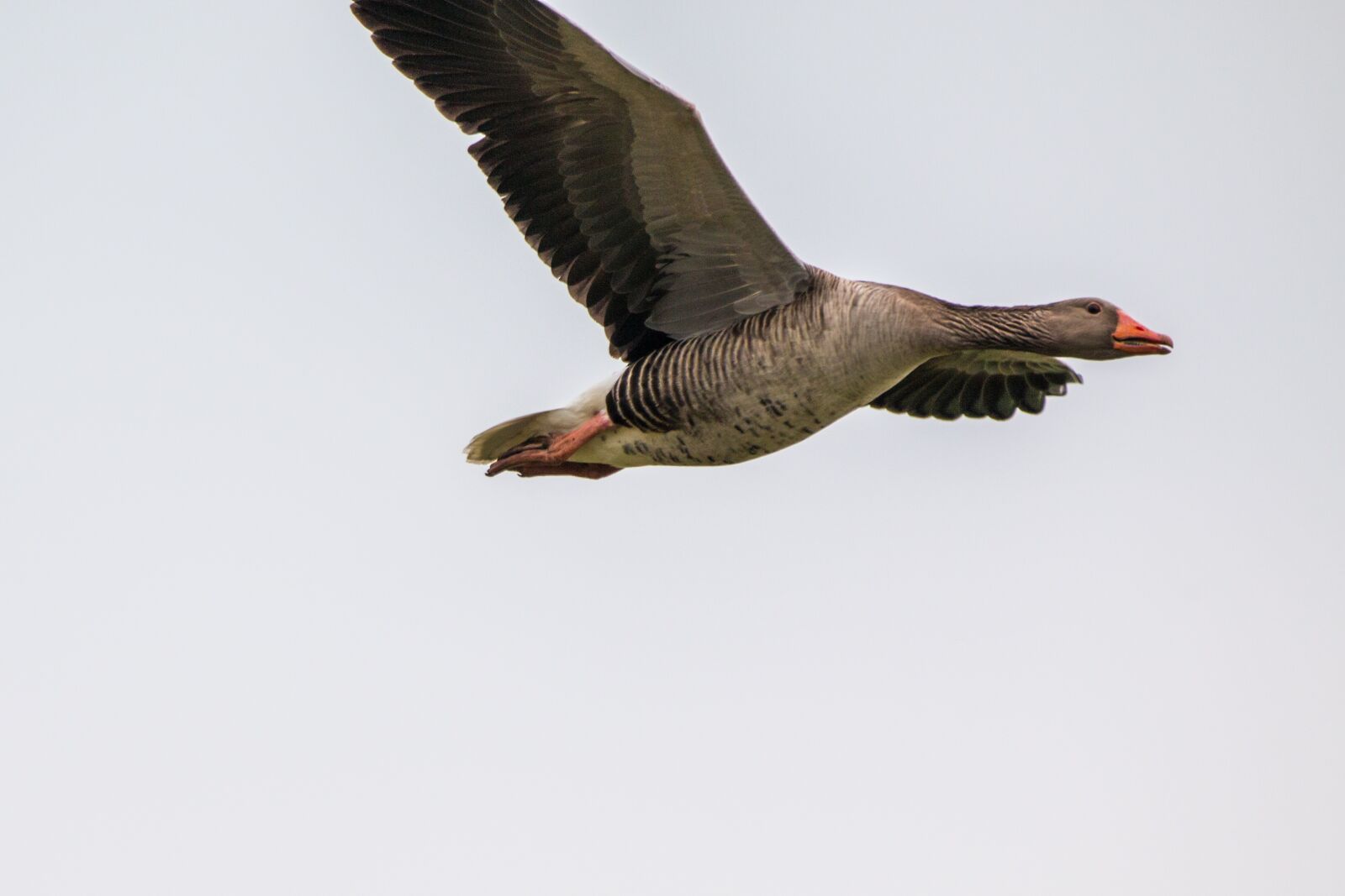 150-600mm F5-6.3 DG OS HSM | Contemporary 015 sample photo. Wild goose, goose, flying photography