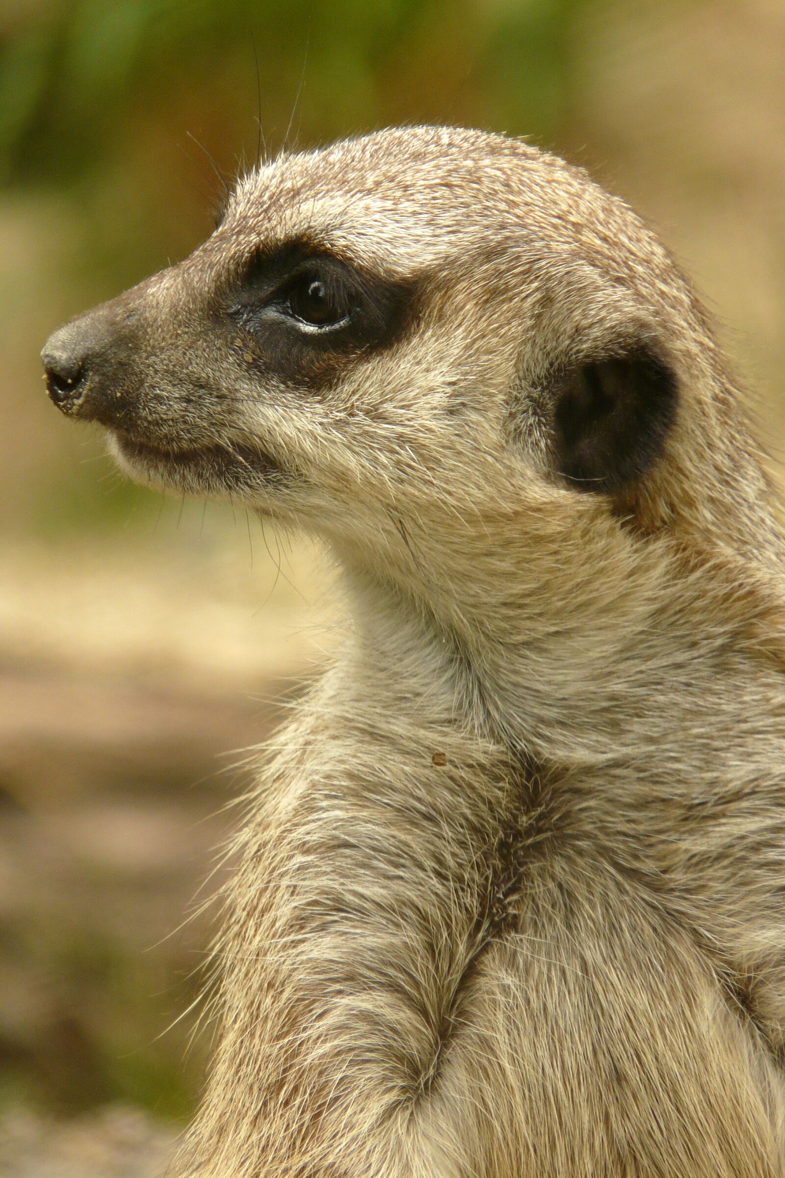 Panasonic DMC-FZ18 sample photo. Meerkat, animal, keep an photography