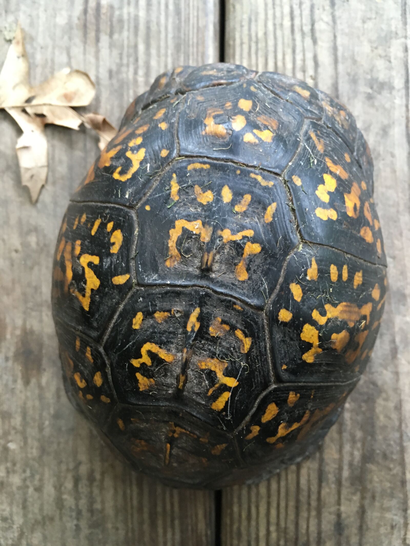 iPhone SE back camera 4.15mm f/2.2 sample photo. Eastern box turtle, reptile photography