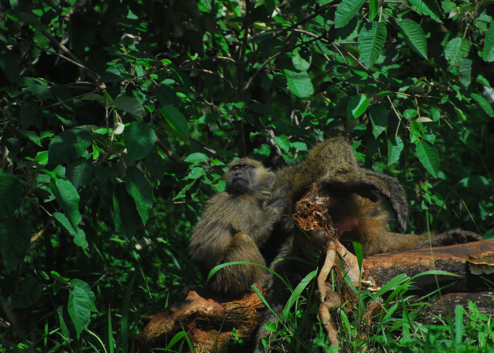 Nikon D200 sample photo. Baboon, monkey, nature photography