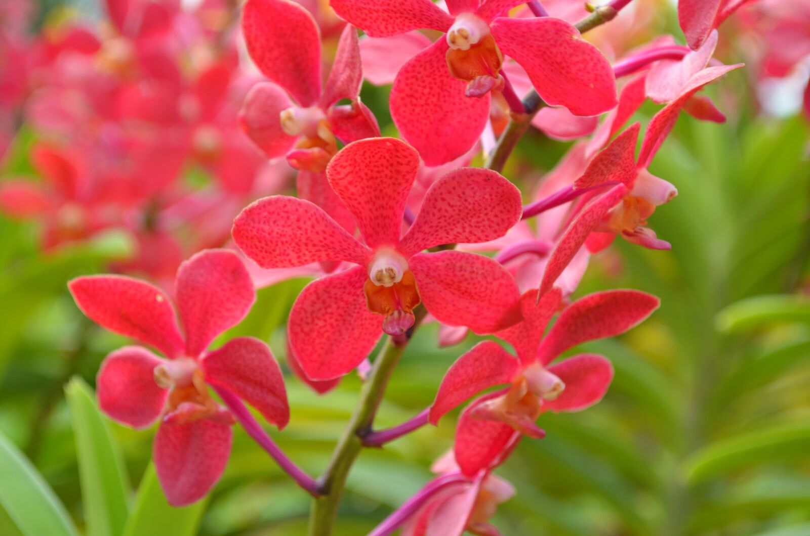 Nikon D5100 sample photo. Flower, plant, nature photography