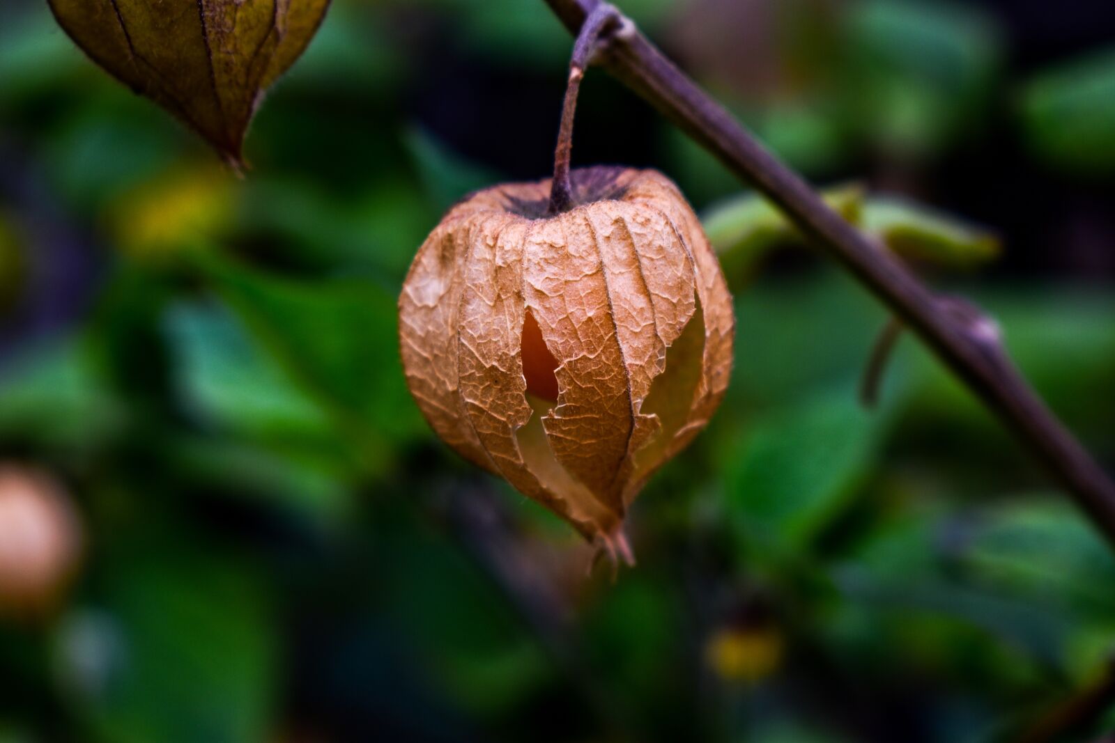 Nikon D3400 sample photo. Fruit, leaf, nature photography