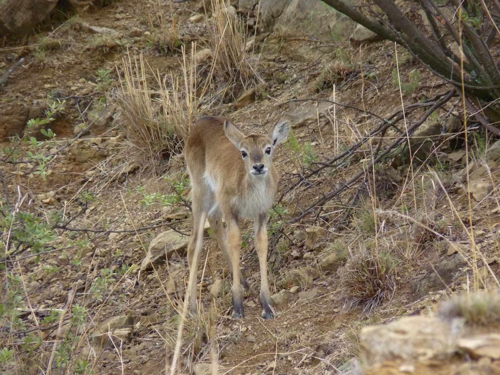 Panasonic Lumix DMC-FZ35 (Lumix DMC-FZ38) sample photo. Lechwe, marsh antelope, lechwe photography