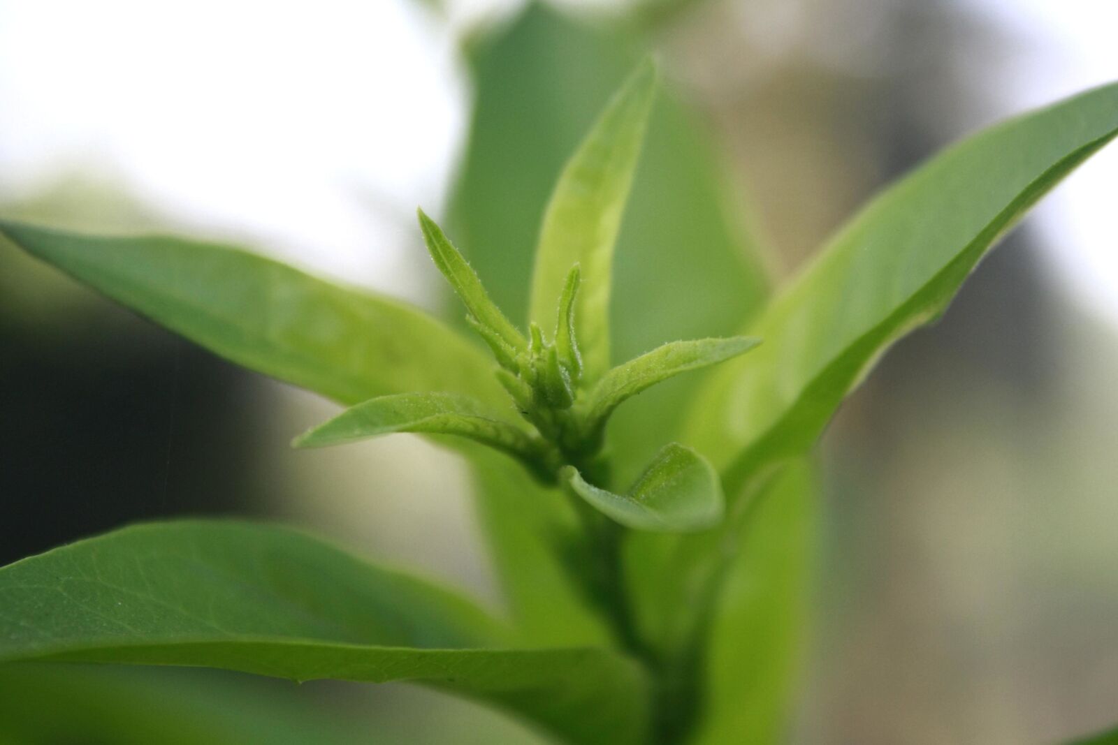 Canon EOS 1000D (EOS Digital Rebel XS / EOS Kiss F) sample photo. Grass, leaf, herb, green photography