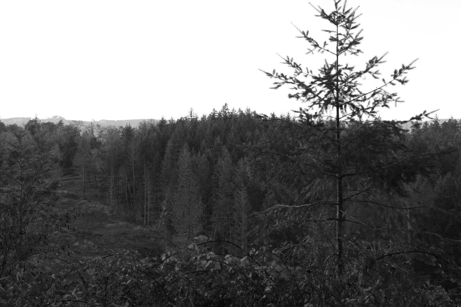 Canon EOS 1200D (EOS Rebel T5 / EOS Kiss X70 / EOS Hi) sample photo. Forest, homestead, mountainside, trees photography
