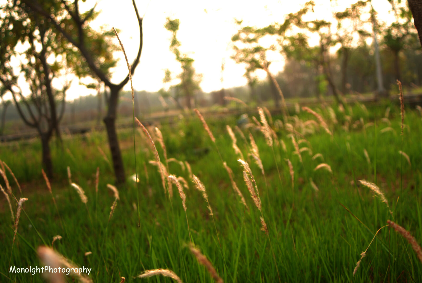 Nikon D80 sample photo