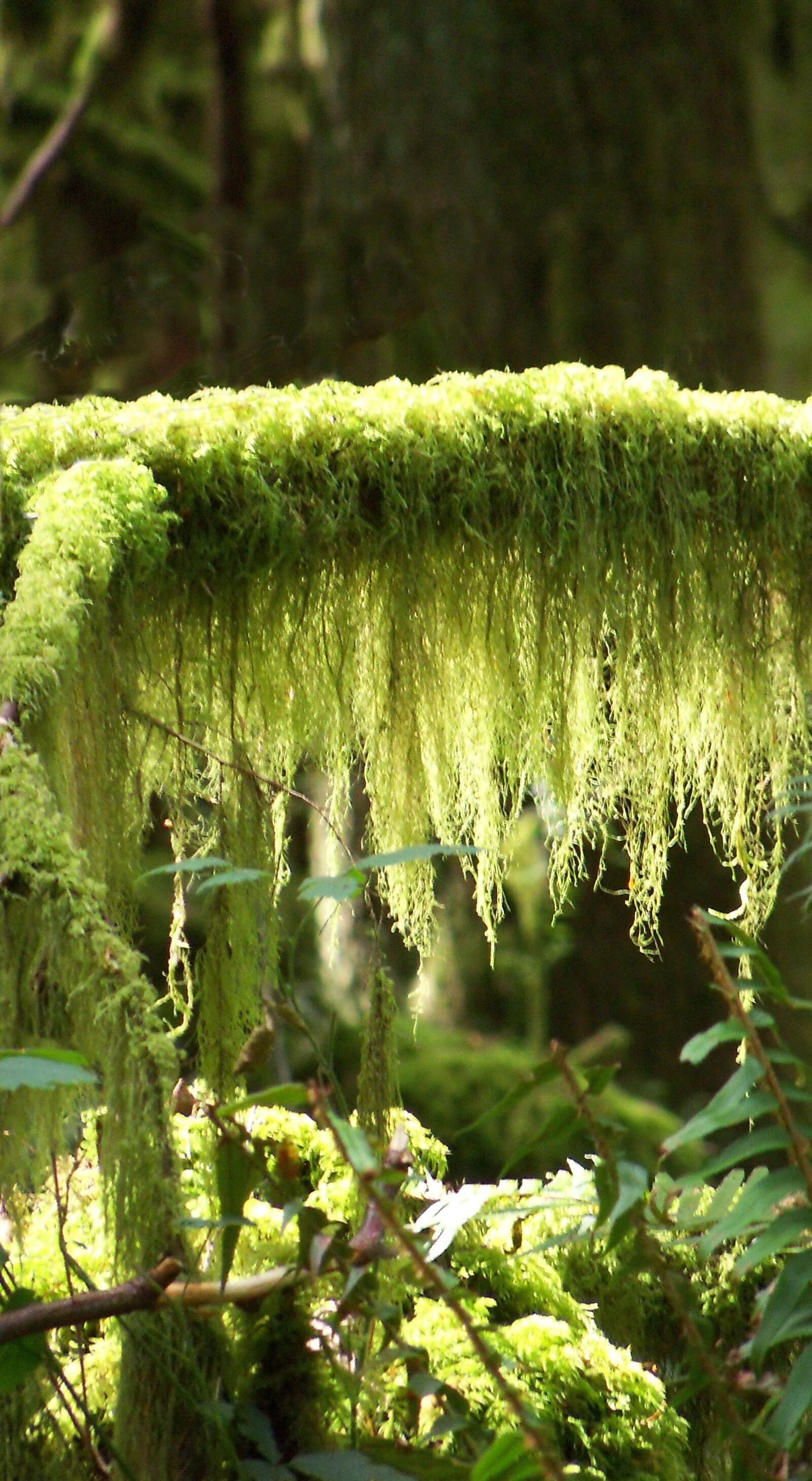Kodak EasyShare Z915 sample photo. Moss, rainforest, forest photography