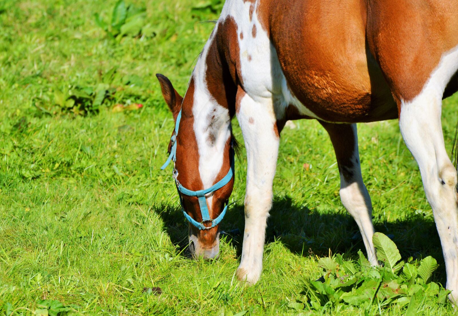 Nikon D3200 sample photo. Horse, ride, reiter photography