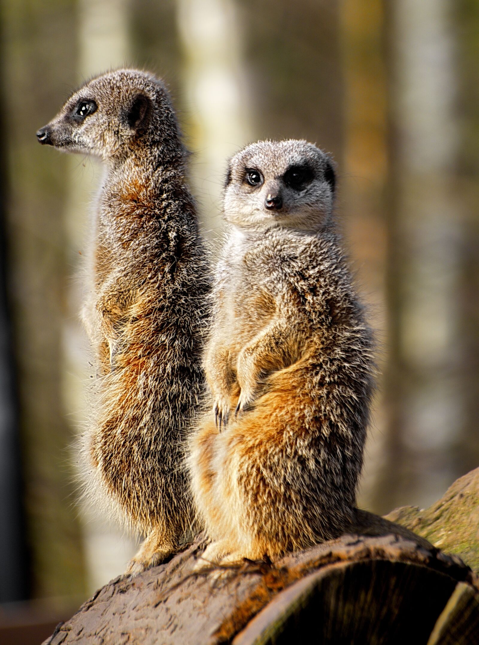 Nikon D7100 sample photo. Meerkat, wild, zoo photography