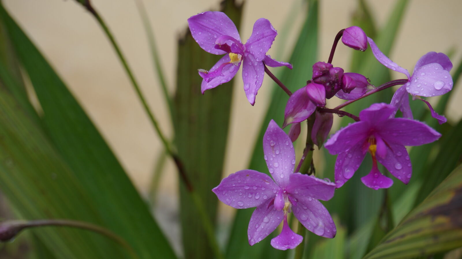 Sony E 16-50mm F3.5-5.6 PZ OSS sample photo