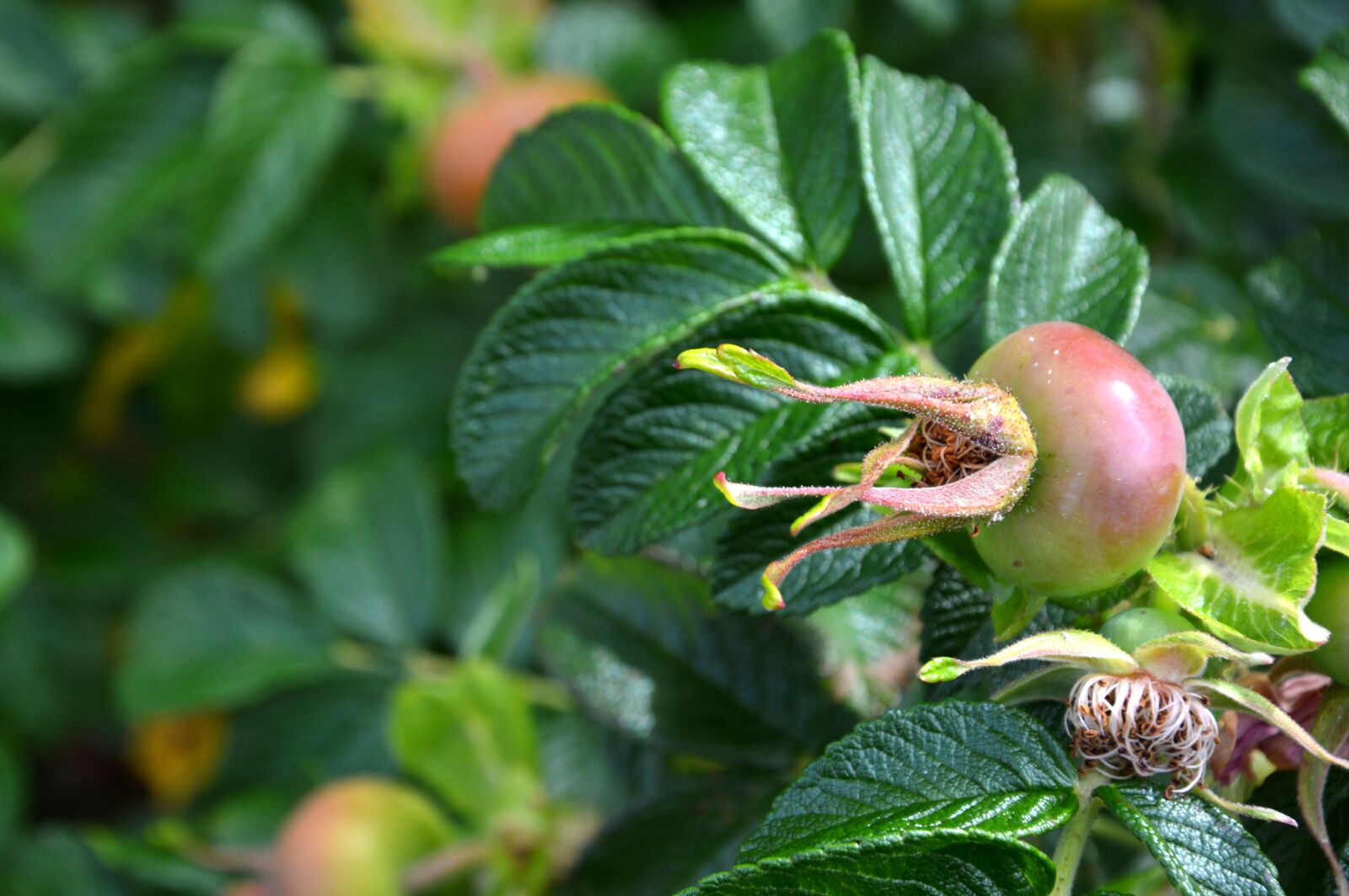 Nikon D3200 sample photo. Rose hip, wild rose photography