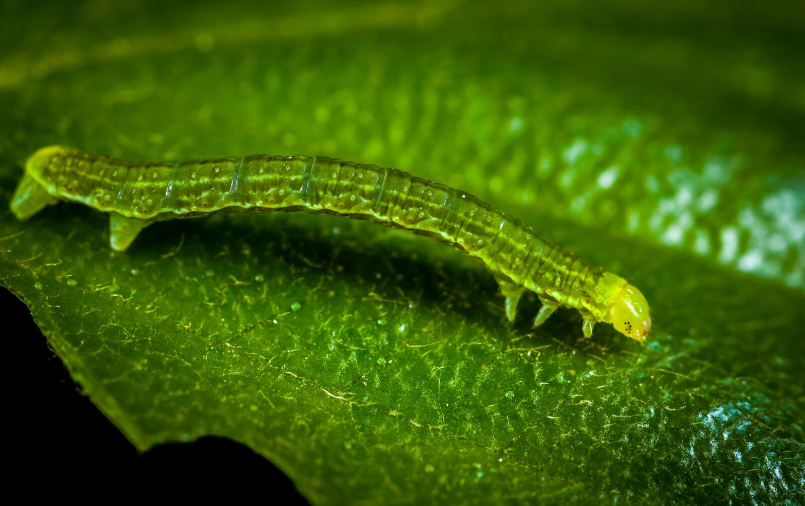 Canon EOS 5D Mark II sample photo. Larva, caterpillar, nature photography