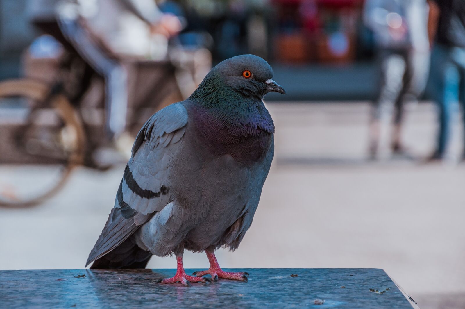 Nikon D90 sample photo. Pigeon, city, dove photography