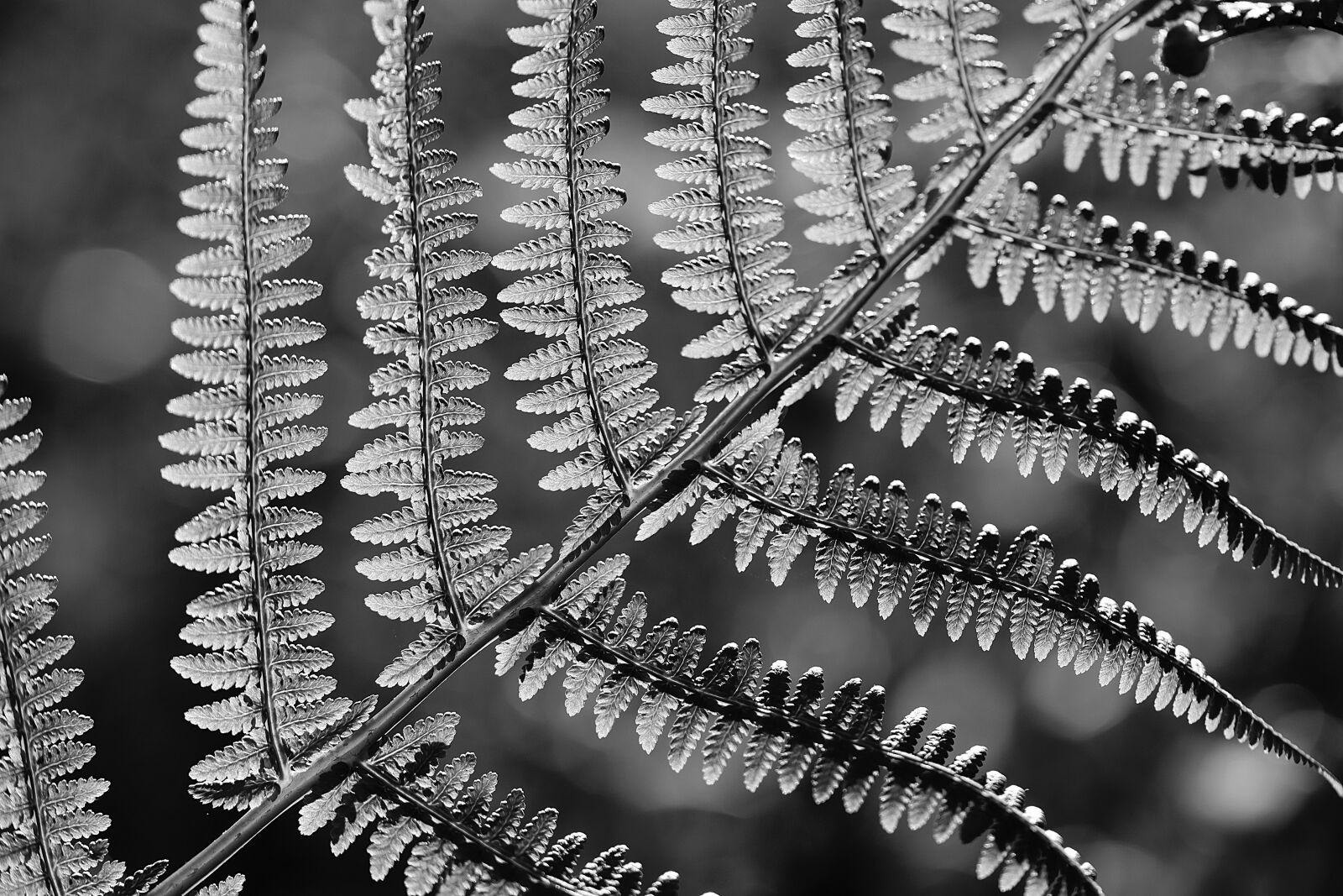 Nikon D3300 sample photo. Fern, plant, nature photography