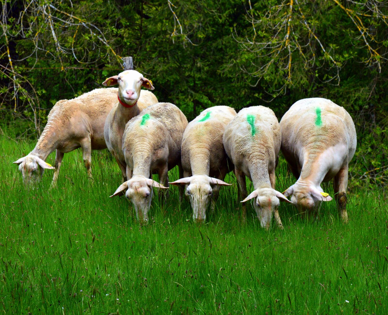 Nikon D3200 sample photo. Sheep, herd photography