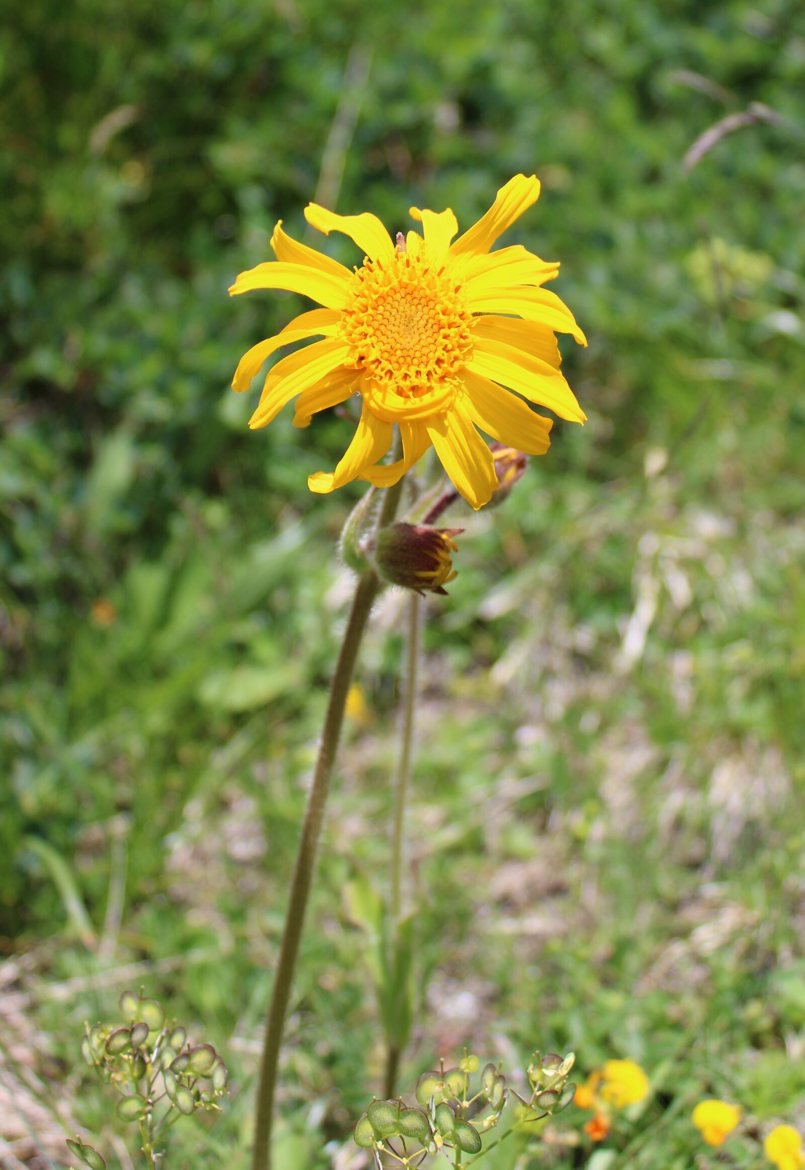 Canon EOS 2000D (EOS Rebel T7 / EOS Kiss X90 / EOS 1500D) sample photo. Arnica montana, flower, bloom photography