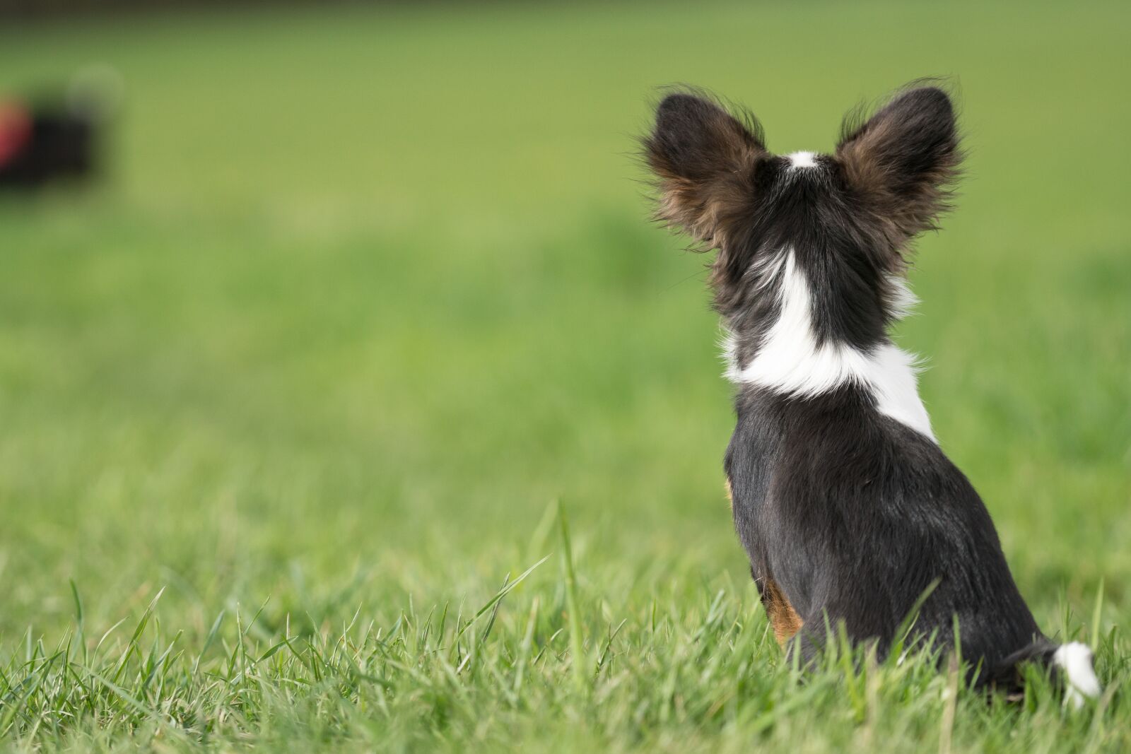 Sony FE 70-200mm F4 G OSS sample photo. Dog, from the rear photography