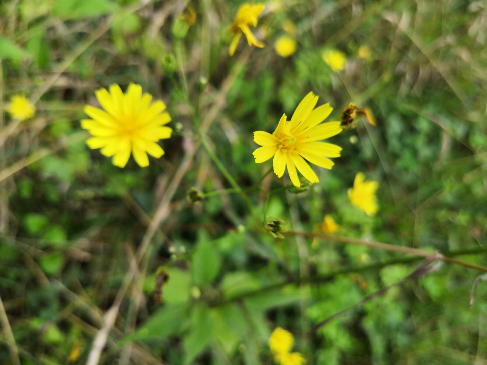 HUAWEI Honor 10 sample photo. Flower, yellow, summer photography