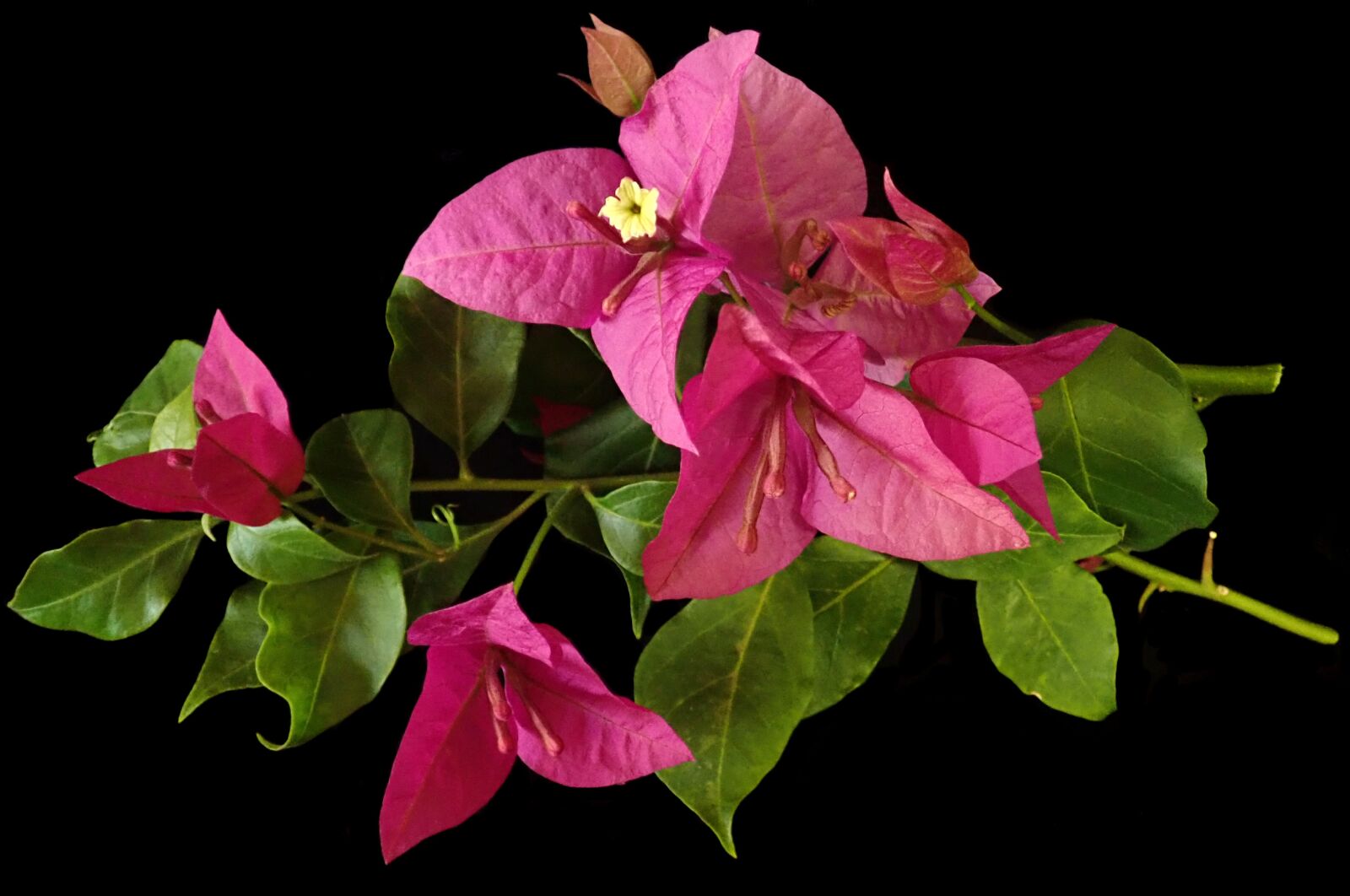 Olympus TG-5 sample photo. Flower, bougainvillea, tropical photography