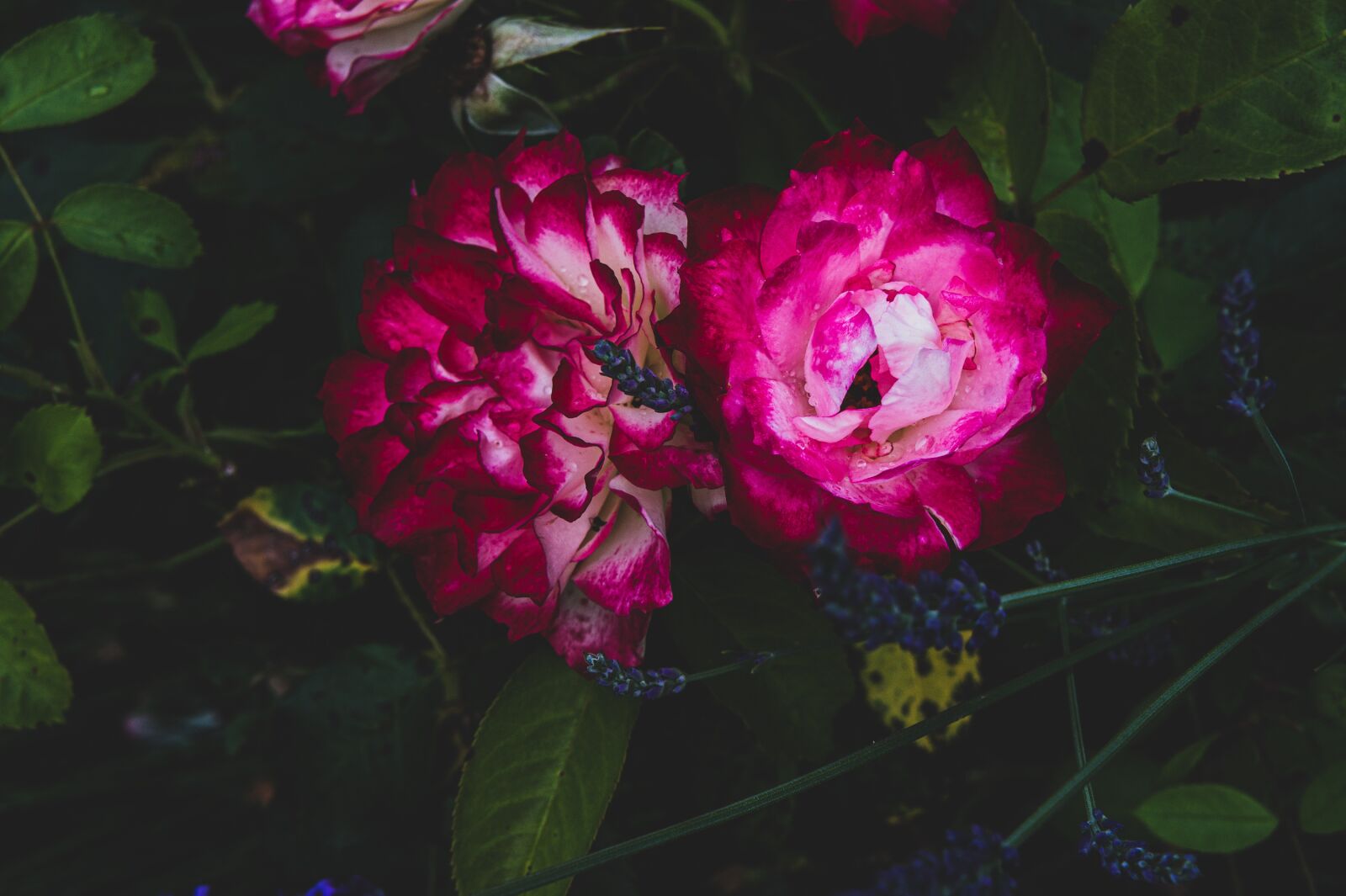 Sony Alpha NEX-3 + Sony E 18-55mm F3.5-5.6 OSS sample photo. Pink, roses, garden photography