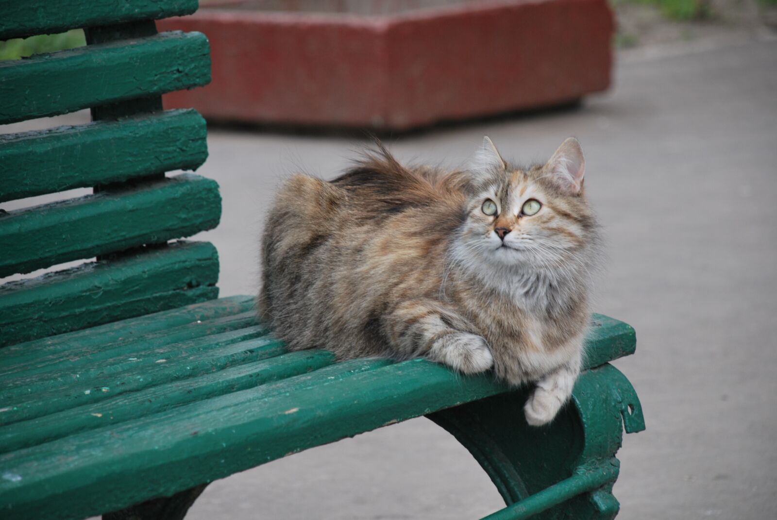 Nikon D60 sample photo. Bench, cat, fur photography