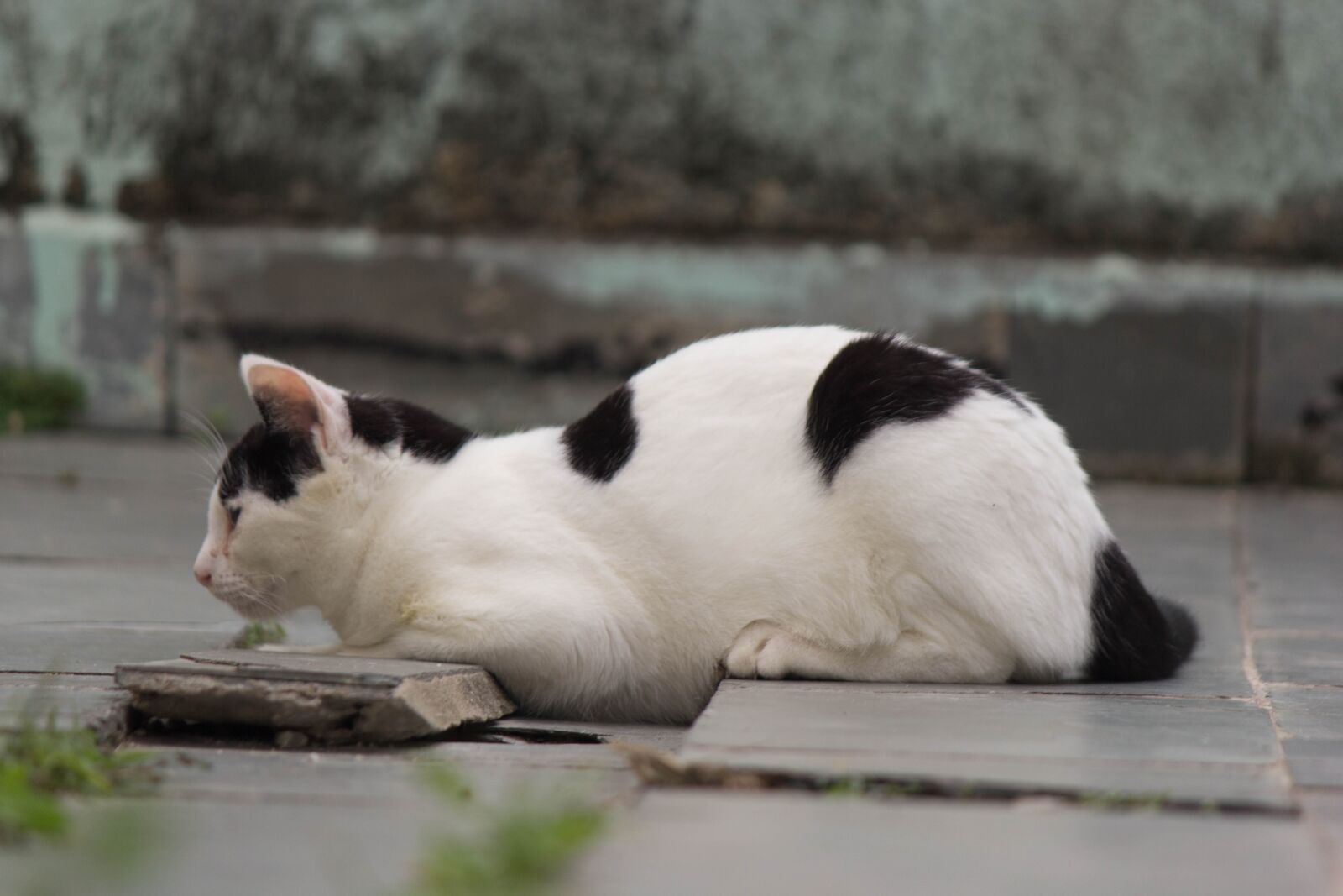 Canon EOS 60D + Canon EF-S 55-250mm F4-5.6 IS II sample photo. Cat, feline, domestic photography