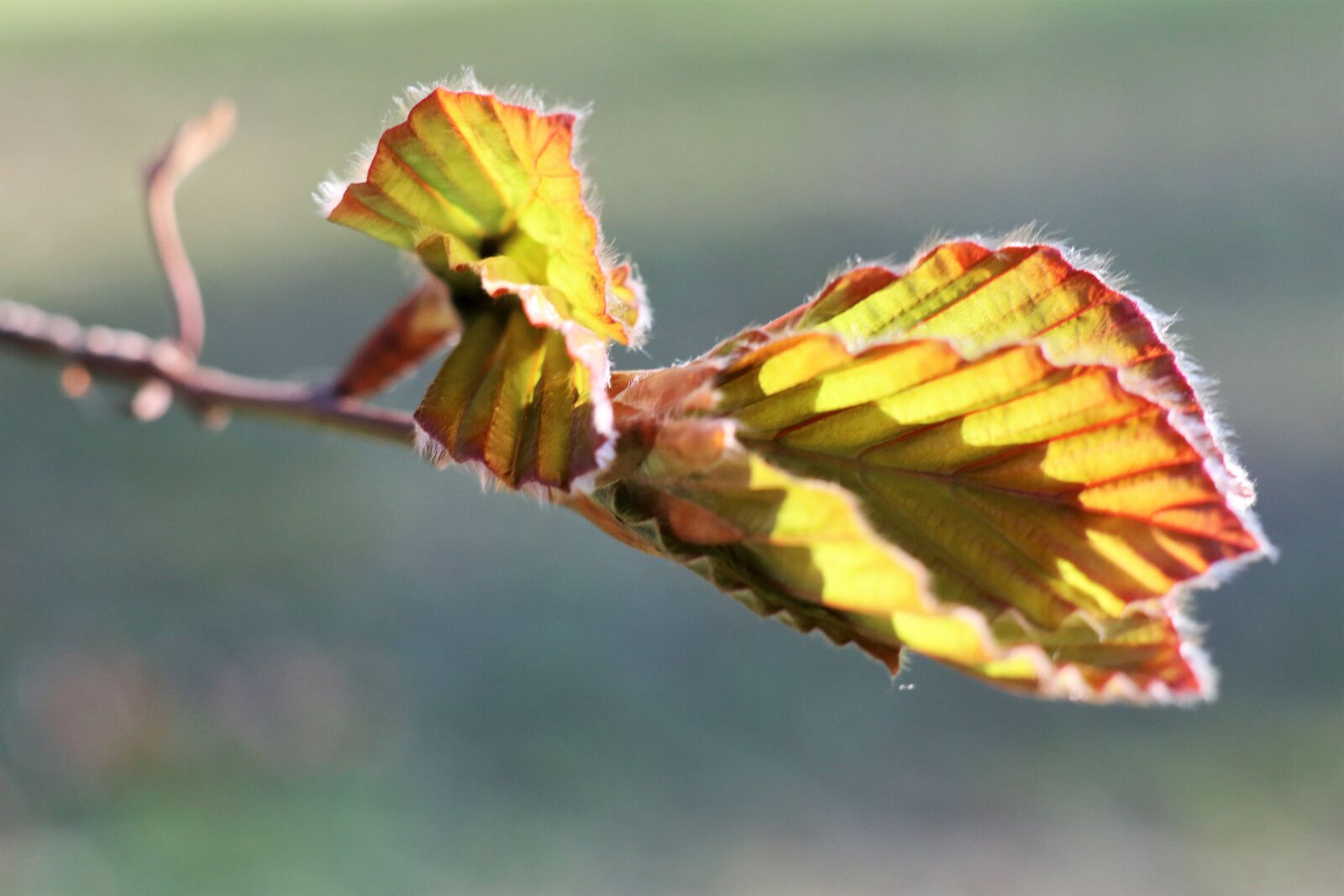 Canon EOS M6 sample photo. Spring, leaf, young photography