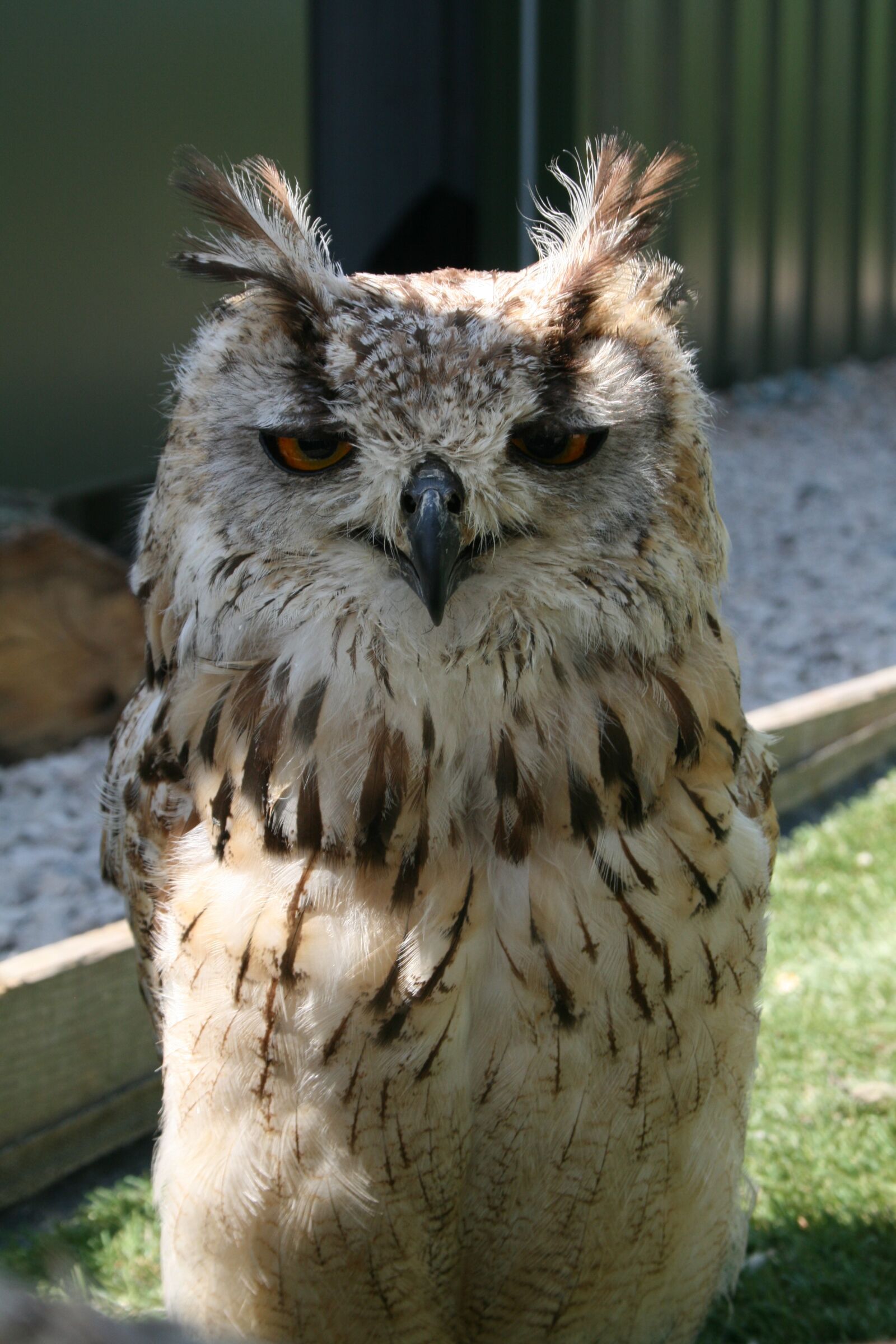 Canon EOS 400D (EOS Digital Rebel XTi / EOS Kiss Digital X) sample photo. Owl, feather, falconer photography
