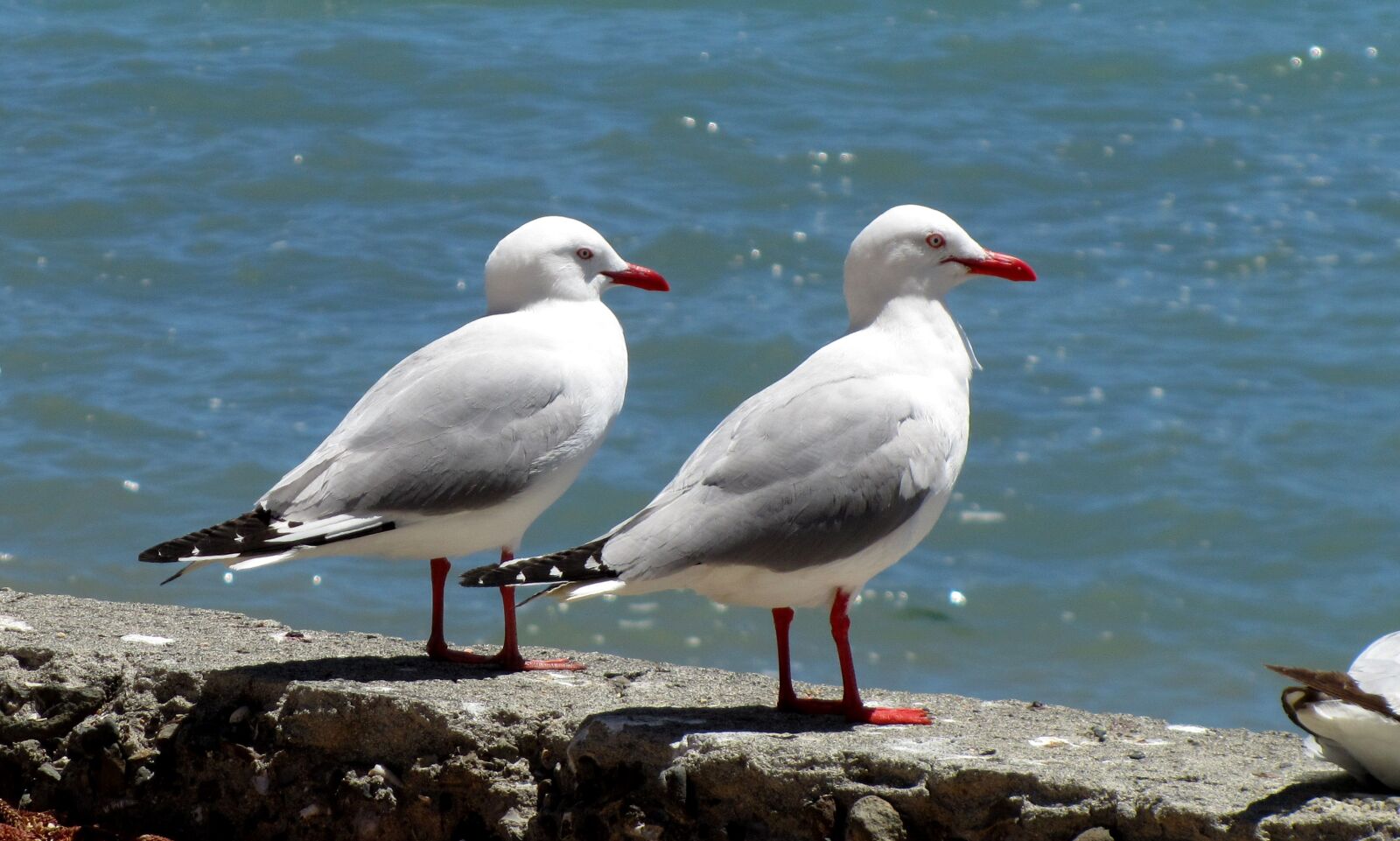 Canon PowerShot SX210 IS sample photo. New zealand, akaroa, seascape photography