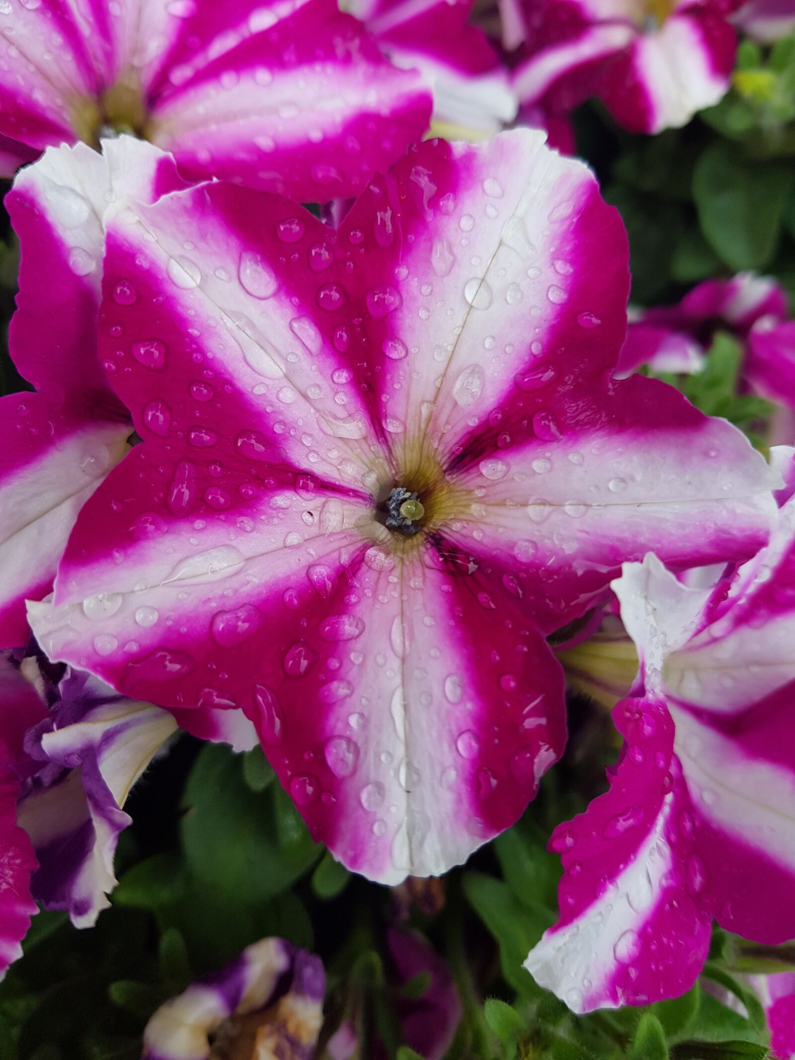 Samsung Galaxy S8 sample photo. Petunia, flower, close up photography