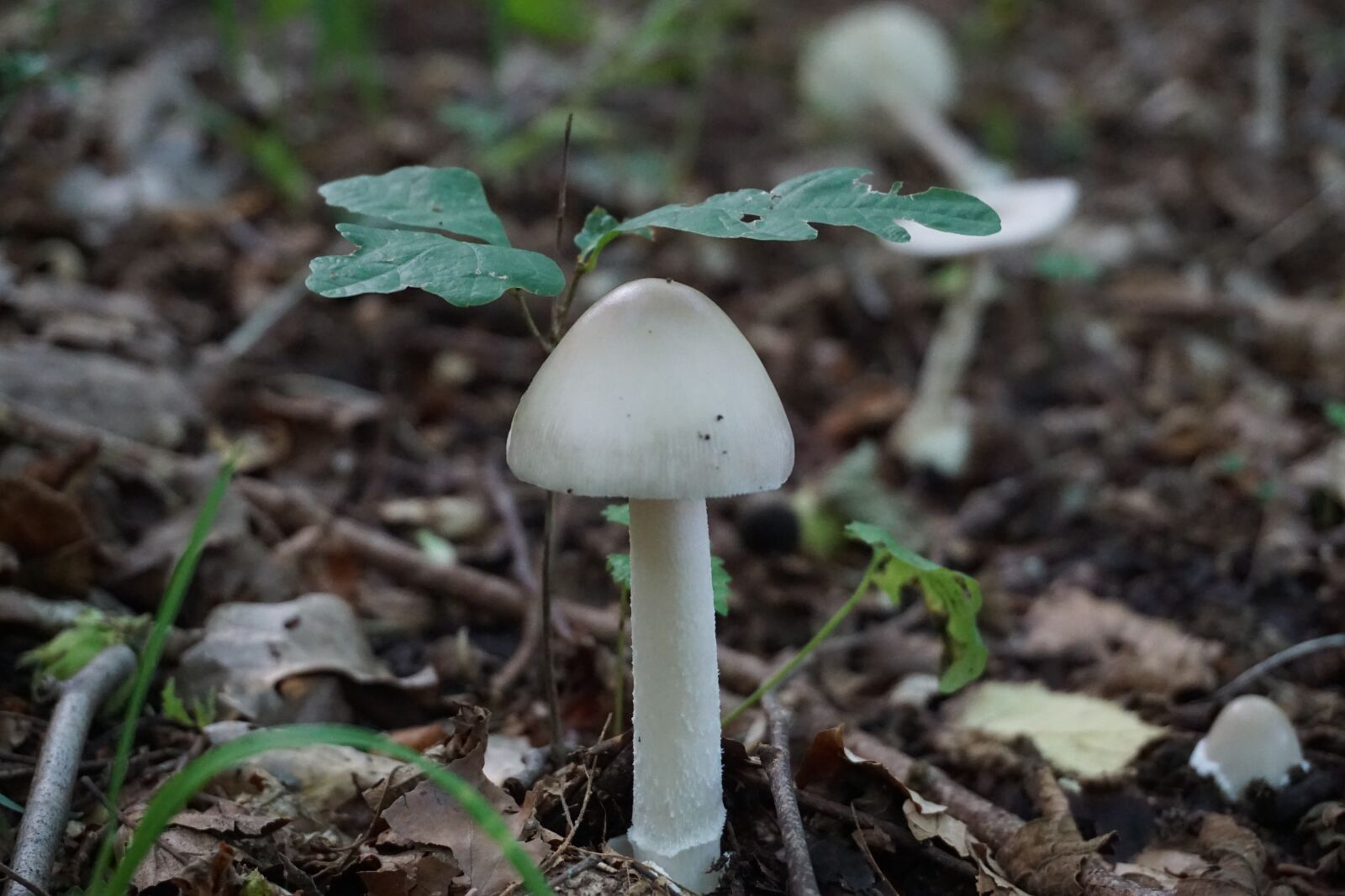 Sony a6000 sample photo. Mushroom, forest, nature photography