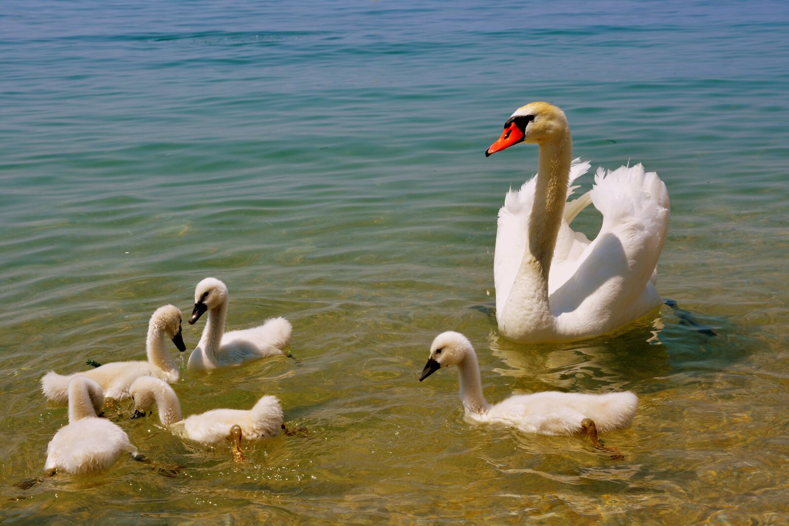 Nikon D7100 sample photo. Swan, mom, children photography