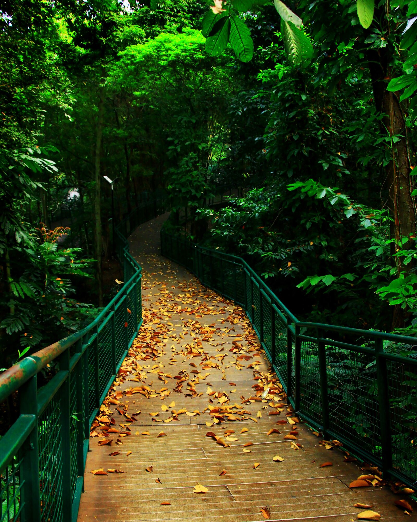 Canon EOS 550D (EOS Rebel T2i / EOS Kiss X4) sample photo. Nature, green, landscape photography