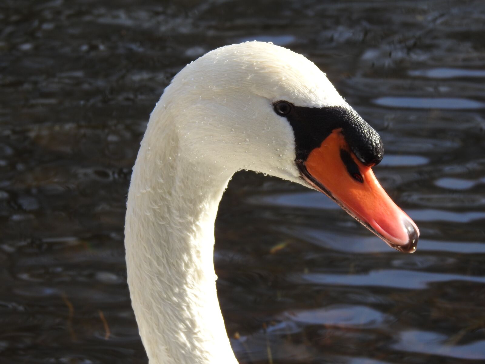 Nikon Coolpix P900 sample photo. Swan, bird, mute swan photography